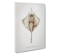 Illustration of a Rough Skate Fish by F.E. Clarke Canvas Print | Gallery Wrapped 30mm Frame Wall Art | 30x20 inches | Ready to Hang | Modern Animals Picture | Living Room Bedroom Lounge Office