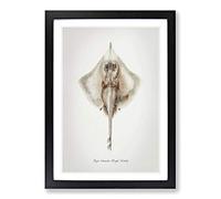 Illustration of a Rough Skate Fish by F.E. Clarke Framed Print | A2 Black Framed Wall Art | Ready to Hang | Modern Animal Picture | Living Room Bedroom Lounge Office
