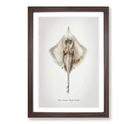 Illustration of a Rough Skate Fish by F.E. Clarke Framed Print | A2 Walnut Framed Wall Art | Ready to Hang | Modern Animal Picture | Living Room Bedroom Lounge Office
