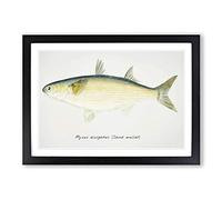 Illustration of a Sand Mullet Fish by F.E. Clarke Framed Print | A2 Black Framed Wall Art | Ready to Hang | Modern Animal Picture | Living Room Bedroom Lounge Office