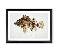 Illustration of a Scorpion Fish by F.E. Clarke Framed Print | A2 Black Framed Wall Art | Ready to Hang | Modern Animal Picture | Living Room Bedroom Lounge Office