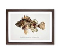 Illustration of a Scorpion Fish by F.E. Clarke Framed Print | A2 Walnut Framed Wall Art | Ready to Hang | Modern Animal Picture | Living Room Bedroom Lounge Office