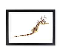 Illustration of a Seahorse by F.E. Clarke Framed Print | A2 Black Framed Wall Art | Ready to Hang | Modern Animal Picture | Living Room Bedroom Lounge Office