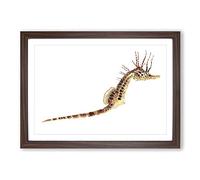Illustration of a Seahorse by F.E. Clarke Framed Print | A2 Walnut Framed Wall Art | Ready to Hang | Modern Animal Picture | Living Room Bedroom Lounge Office