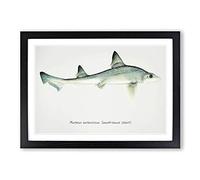 Illustration of a Smooth-Hound Shark by F.E. Clarke Framed Print | A2 Black Framed Wall Art | Ready to Hang | Modern Animal Picture | Living Room Bedroom Lounge Office
