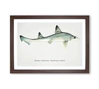 Illustration of a Smooth-Hound Shark by F.E. Clarke Framed Print | A2 Walnut Framed Wall Art | Ready to Hang | Modern Animal Picture | Living Room Bedroom Lounge Office