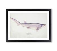 Illustration of a Tiger Shark by F.E. Clarke Framed Print | A2 Black Framed Wall Art | Ready to Hang | Modern Animal Picture | Living Room Bedroom Lounge Office