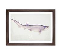 Illustration of a Tiger Shark by F.E. Clarke Framed Print | A2 Walnut Framed Wall Art | Ready to Hang | Modern Animal Picture | Living Room Bedroom Lounge Office
