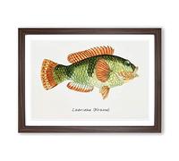 Illustration of a Wrasse Fish by F.E. Clarke Framed Print | A2 Walnut Framed Wall Art | Ready to Hang | Modern Animal Picture | Living Room Bedroom Lounge Office