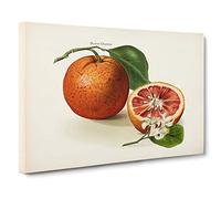 Illustration of Blood Oranges Canvas Print | Gallery Wrapped 30mm Frame Wall Art | 30x20 inches | Ready to Hang | Retro Still Life Picture | Living Room Bedroom Lounge Office