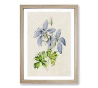 Illustration of Columbine Flowers Framed Print | A2 Oak Framed Wall Art | Ready to Hang | Modern Floral Picture | Living Room Bedroom Lounge Office