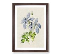 Illustration of Columbine Flowers Framed Print | A2 Walnut Framed Wall Art | Ready to Hang | Modern Floral Picture | Living Room Bedroom Lounge Office