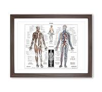 Illustration Of Human Anatomy In French Vintage Framed Print | A3 Walnut Framed Wall Art | Ready to Hang | French Nature Picture | Living Room Bedroom Lounge Office