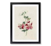 Illustration of Pink Sweet Pea Flowers Framed Print | A2 Black Framed Wall Art | Ready to Hang | Modern Floral Picture | Living Room Bedroom Lounge Office