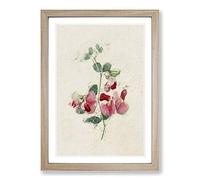 Illustration of Pink Sweet Pea Flowers Framed Print | A2 Oak Framed Wall Art | Ready to Hang | Modern Floral Picture | Living Room Bedroom Lounge Office