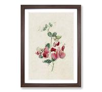 Illustration of Pink Sweet Pea Flowers Framed Print | A2 Walnut Framed Wall Art | Ready to Hang | Modern Floral Picture | Living Room Bedroom Lounge Office