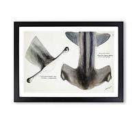 Illustration of The Nose of a Hammerhead Shark by F.E. Clarke Framed Print | A2 Black Framed Wall Art | Ready to Hang | Modern Animal Picture | Living Room Bedroom Lounge Office