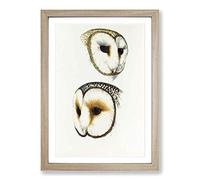 Illustration of Two Owls by John Gould Framed Print | A2 Oak Framed Wall Art | Ready to Hang | Modern Animal Picture | Living Room Bedroom Lounge Office
