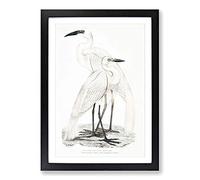 Illustration of White Herons by John Edward Gray Framed Print | A2 Black Framed Wall Art | Ready to Hang | Modern Animal Picture | Living Room Bedroom Lounge Office
