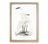 Illustration of White Herons by John Edward Gray Framed Print | A2 Oak Framed Wall Art | Ready to Hang | Modern Animal Picture | Living Room Bedroom Lounge Office
