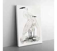 Illustration Of White Herons By John Edward Gray Vintage Canvas Wall Art Print Ready to Hang, Framed Picture for Living Room Bedroom Home Office Décor, 76x50 cm (30x20 Inch)