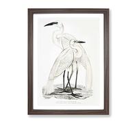 Illustration Of White Herons By John Edward Gray Vintage Framed Print | A4 Walnut Framed Wall Art | Ready to Hang | Classic Animal Picture | Living Room Bedroom Lounge Office