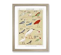 Illustrations Of Birds By Jean Francois Champollion Vintage Framed Wall Art Print, Ready to Hang Picture for Living Room Bedroom Home Office Décor, Oak A4 (34 x 25 cm)