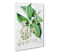 Illustrations of Himalayan Plants by W. H. Fitch Canvas Print | Gallery Wrapped 30mm Frame Wall Art | 30x20 inches | Ready to Hang | Modern Floral Picture | Living Room Bedroom Lounge Office