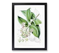 Illustrations of Himalayan Plants by W. H. Fitch Framed Print | A2 Black Framed Wall Art | Ready to Hang | Modern Floral Picture | Living Room Bedroom Lounge Office