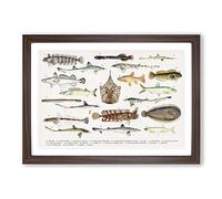 Illustrations of Southern Pacific Fishes by F.E. Clarke Framed Print | A2 Walnut Framed Wall Art | Ready to Hang | Modern Nature Picture | Living Room Bedroom Lounge Office