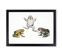 Illustrations of Toads by John Edward Gray Framed Print | A2 Black Framed Wall Art | Ready to Hang | Modern Nature Picture | Living Room Bedroom Lounge Office