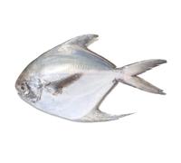 ilver Pomfret Fish ~350g x 2 | Premium Whole Pomfret | Fresh Frozen Wild-Caught Seafood | Cleaned & Ready to Cook | Ideal for Grilling, Frying or Steaming