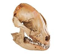 IMIKEYA 1pc Unique Panda Skull Model Decoration Resin Craft Easy to Clean Distinctive Design Present for Decorative Ornament Yellow