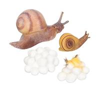 IMIKEYA 1set Animal Growth Cycle Model Toy for Early Learning Realistic Developmental Figures for Boys and Girls Educational Snail and Chicken Growth Stages for and