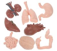 IMIKEYA 8Pcs Human Organ Model Anatomy Study Tools for Teachers Students Educational Props for Understanding Body Structure for Science Biology Display