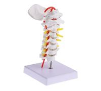 IMIKEYA Anatomy Model Cervical Spine Carotid and Occipital Bone, Human Medical Model for Teaching Intervertebral Discs and, Cervical Vertebra Educational Tool