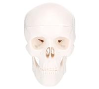 IMIKEYA Detachable Human Skull Model for Medical Teaching Anatomical Plastic Skull with Smooth Polishing Decor for School Learning and Research Display