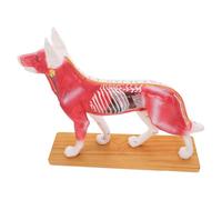 IMIKEYA Dog Body Acupuncture Model for Veterinary Teaching Material with Detailed Acupuncture Points Bright Colored Canine Anatomy Aid for Medical Training and Study
