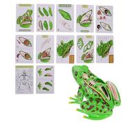 IMIKEYA Frog Anatomy Model for Educational Dissection Realistic Frog Parts Learning Tool for Science Class and Homeschool Biology Lessons Engaging Stem Exploration and Puzzle Activity