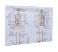 IMIKEYA Human Anatomy Poster 50x70cm Muscle and Bone Teaching Chart, Skeletal Muscle Anatomy Picture on Silk Cloth for Science Education and Classroom Wall Decor