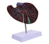 IMIKEYA Liver Anatomical Model with Base Realistic Human Liver Teaching Display for Medical Learning and School Use Detailed Design for Easy Operation and Visual Experience