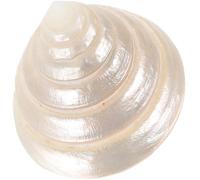 IMIKEYA Luminous Glow Conch Shell Figurine 5-6cm, Decorative Seashell Ornament for Desktop, Office and Wedding Decor, DIY Coastal Beach Craft Accent