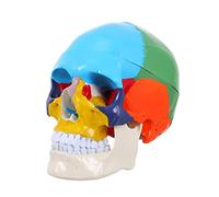 IMIKEYA Medical Anatomical Skull Model Realistic Human Skull Head for Teaching Anatomy Educational Tool for Students Medical and Art Schools