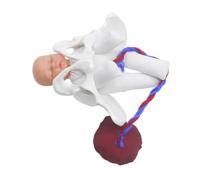 IMIKEYA Medical School Pelvis Model Obstetric Teaching Aid Fetal Umbilical Cord Placenta Birthing Education