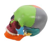 IMIKEYA Realistic Anatomically Correct Skull Model with Colorful Design for Anatomy and Physiology Study Detachable Parts for Education and Learning Medical Schools and Laboratories