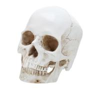 IMIKEYA Resin Anatomy Medical Teaching Tool for Education and Research Realistic Disassembled Skull for Student Examination and Exhibition Display