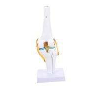 IMIKEYA Simulation for Medical Teaching Lightweight Material for Enhanced Learning and Palpation Skills for Schools and Laboratories