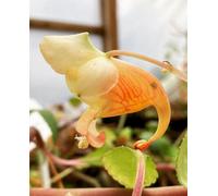 Impatiens Mengtszeana Half Hardy Impatiens 3 Plug Plants