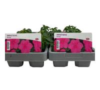 Impatiens Rose 6 Pack x 2 - 12 Plants Stunning Shade-Loving Blooms