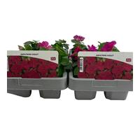 Impatiens Violet 6 Pack x 2 - 12 Shade-Loving Bedding Flowers